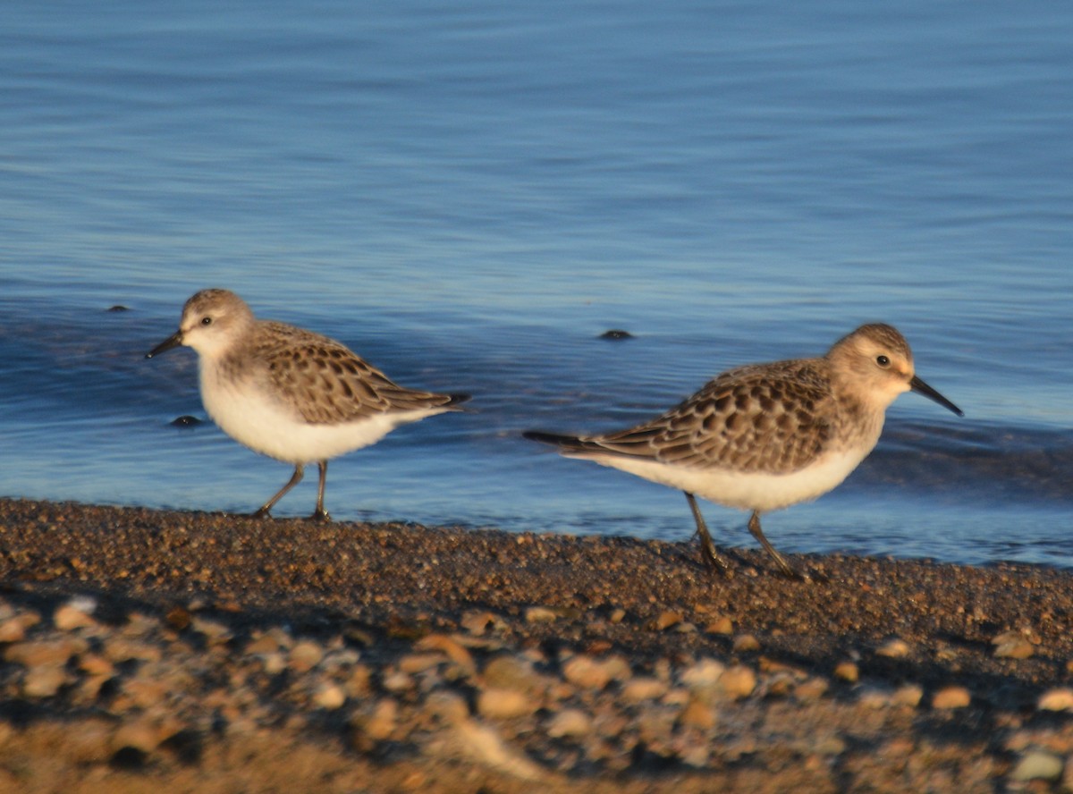 gulbrystsnipe - ML641333835