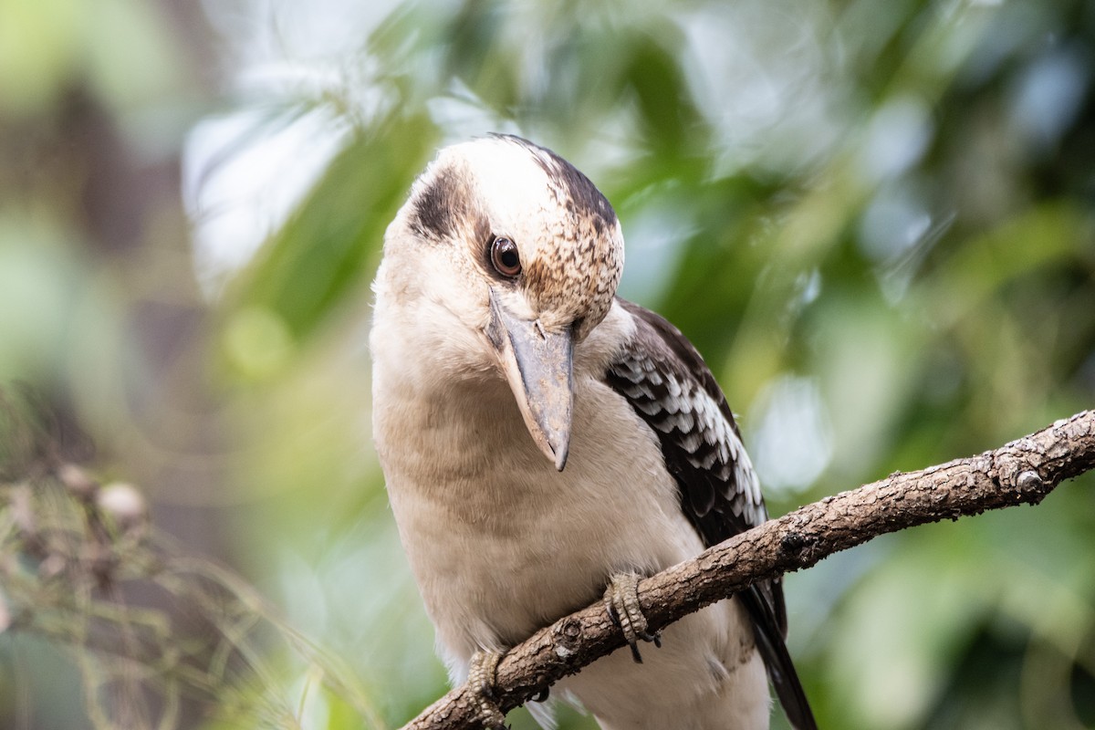 latterkokaburra - ML641333841