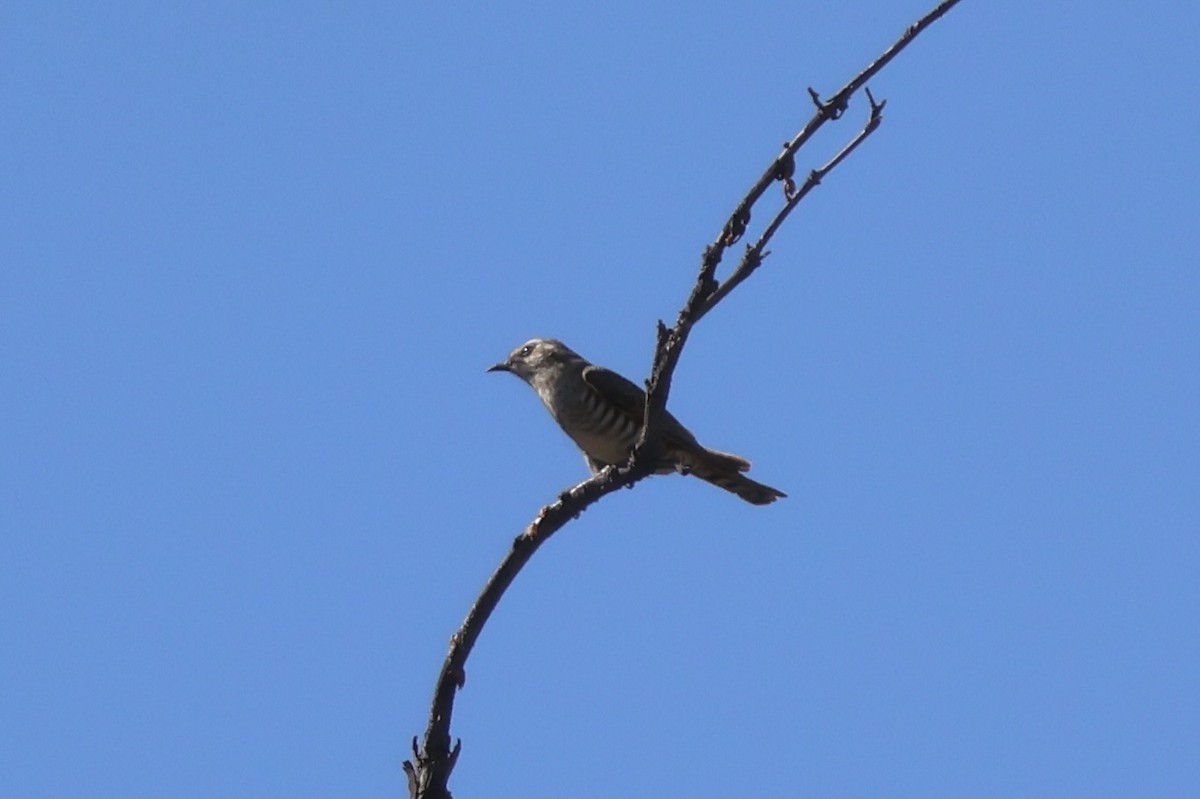 Horsfield's Bronze-Cuckoo - ML641333855