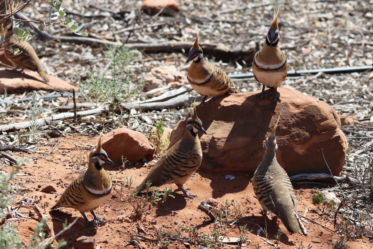 Spinifex Pigeon - ML641333856