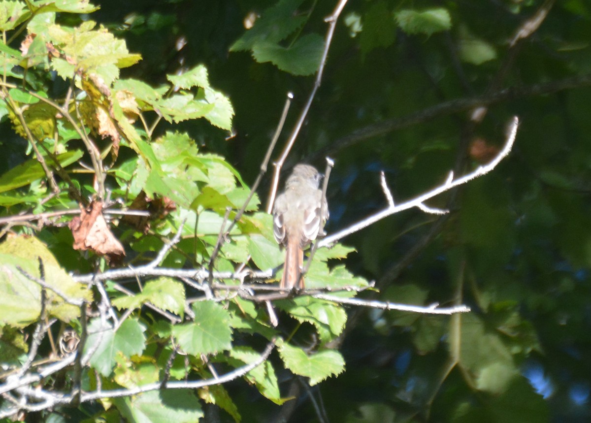 Great Crested Flycatcher - ML641333860