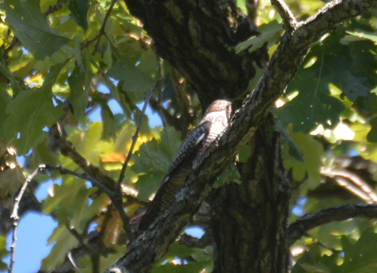 Common Nighthawk - ML641333872