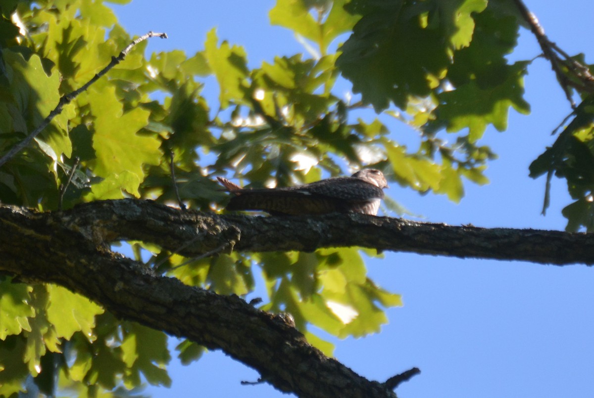 Common Nighthawk - ML641333874