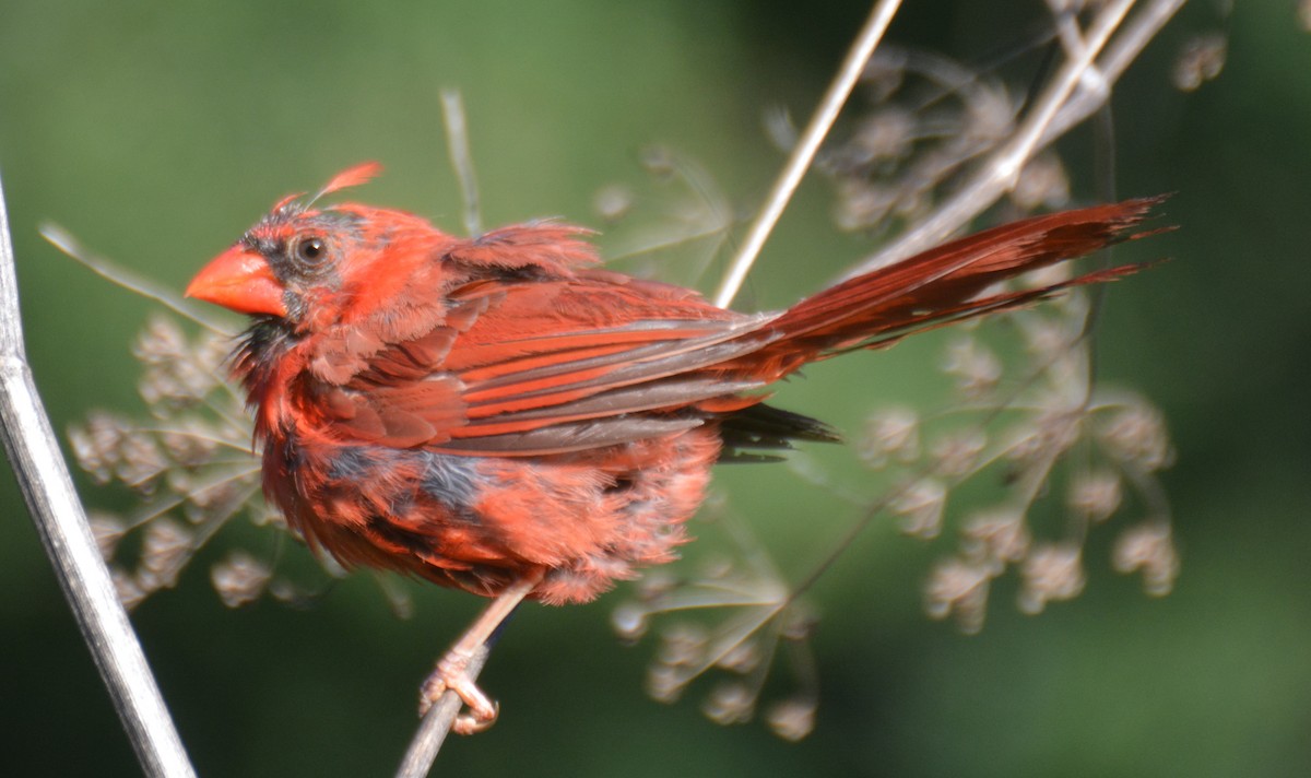 Northern Cardinal - ML641333878