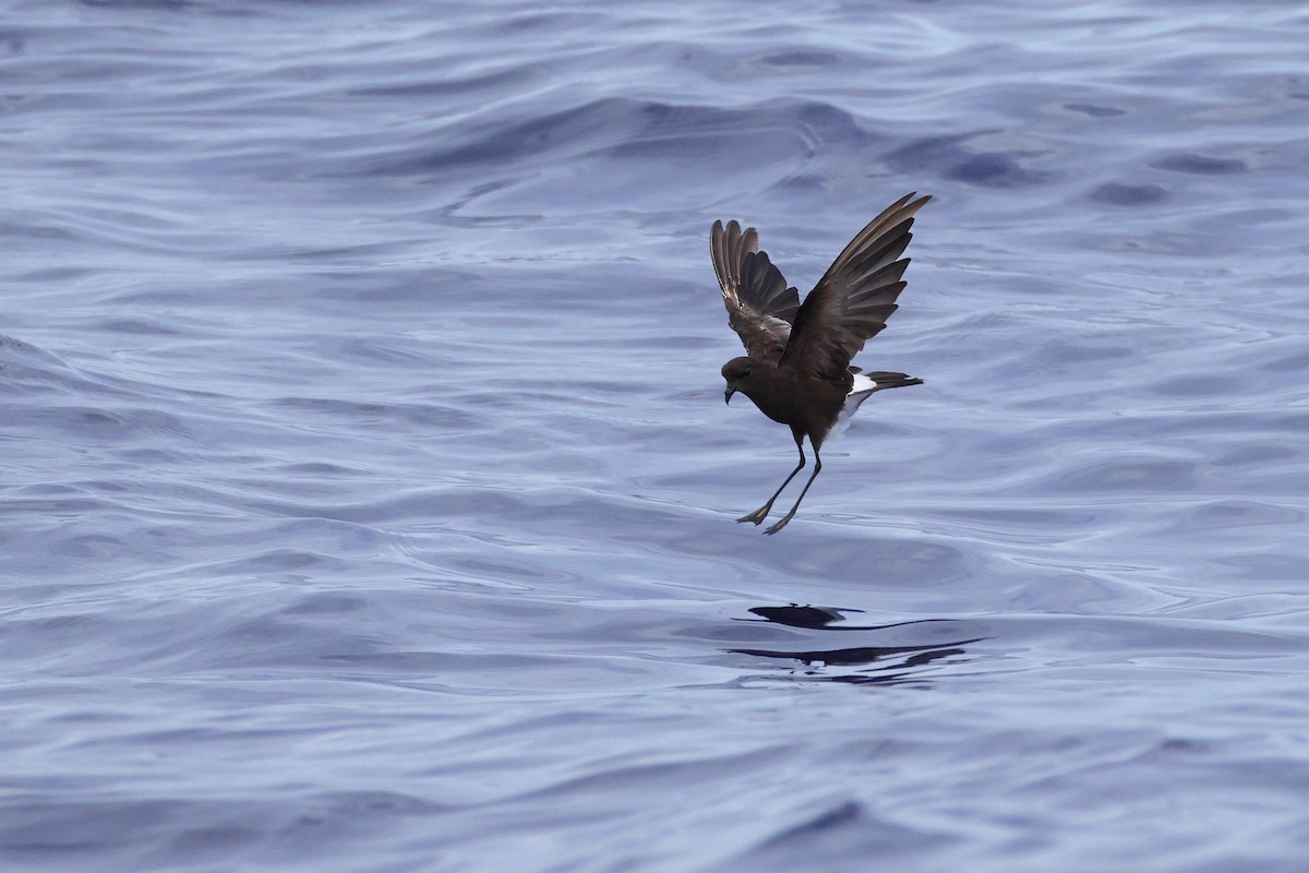 Wilson's Storm-Petrel - ML641333879