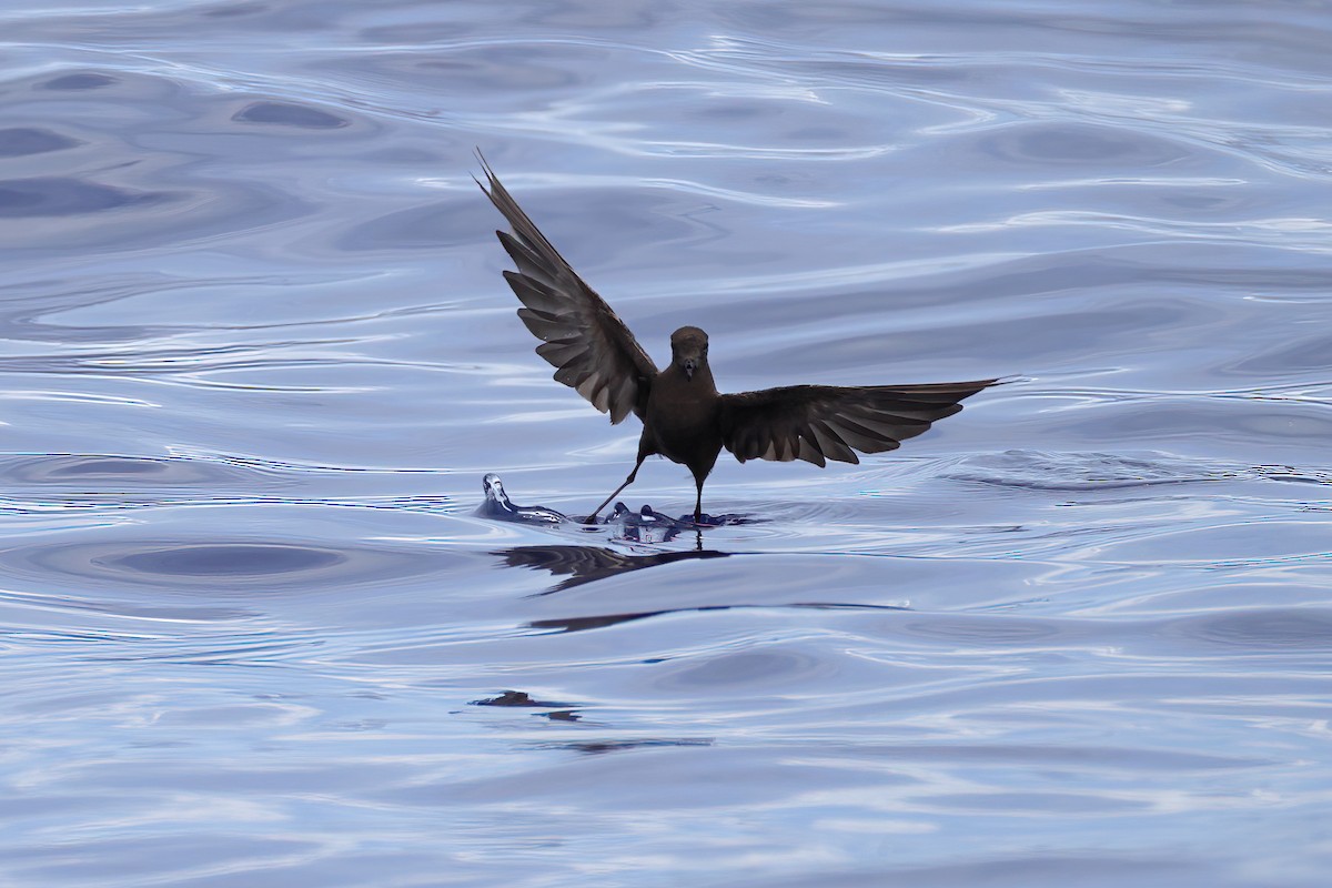 Wilson's Storm-Petrel - ML641333883