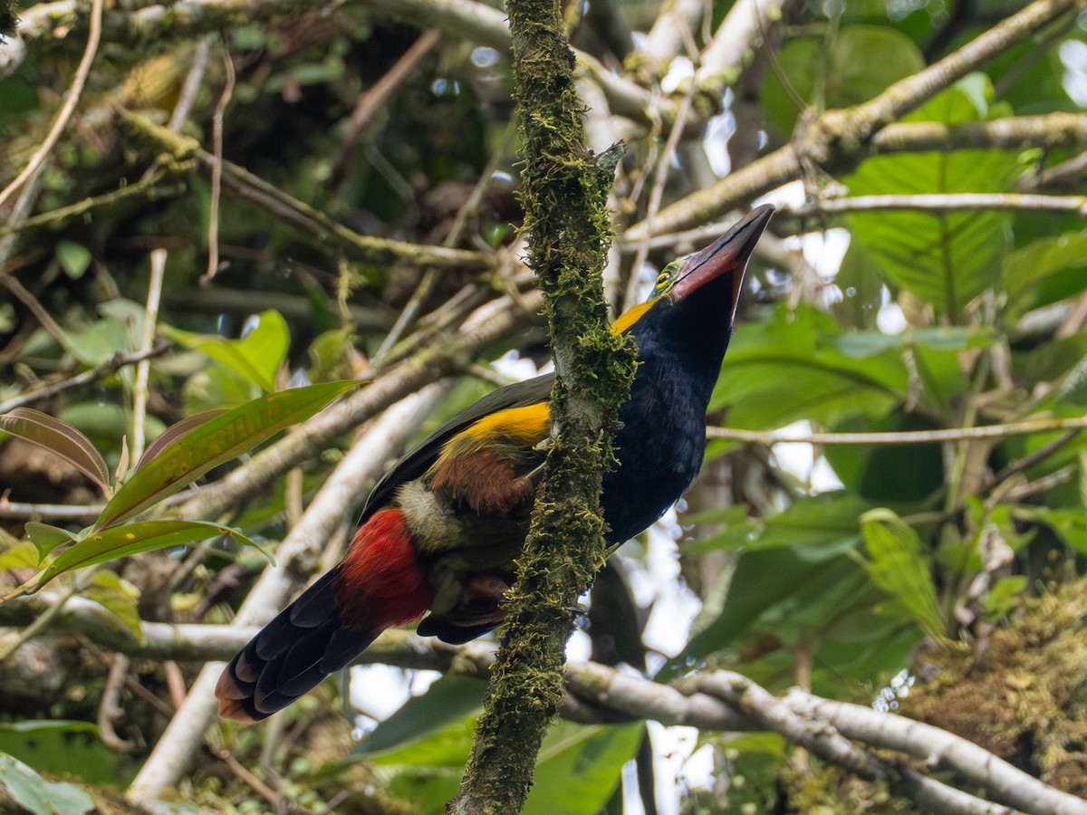 Golden-collared Toucanet - ML641333884