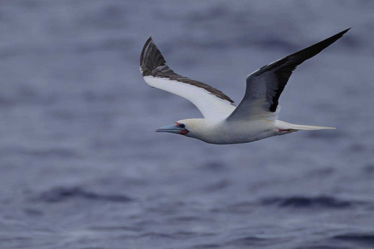 Red-footed Booby - ML641333894