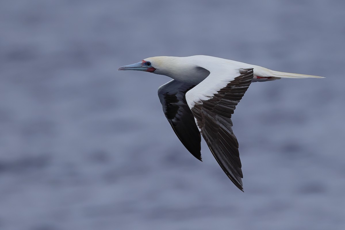 Red-footed Booby - ML641333906