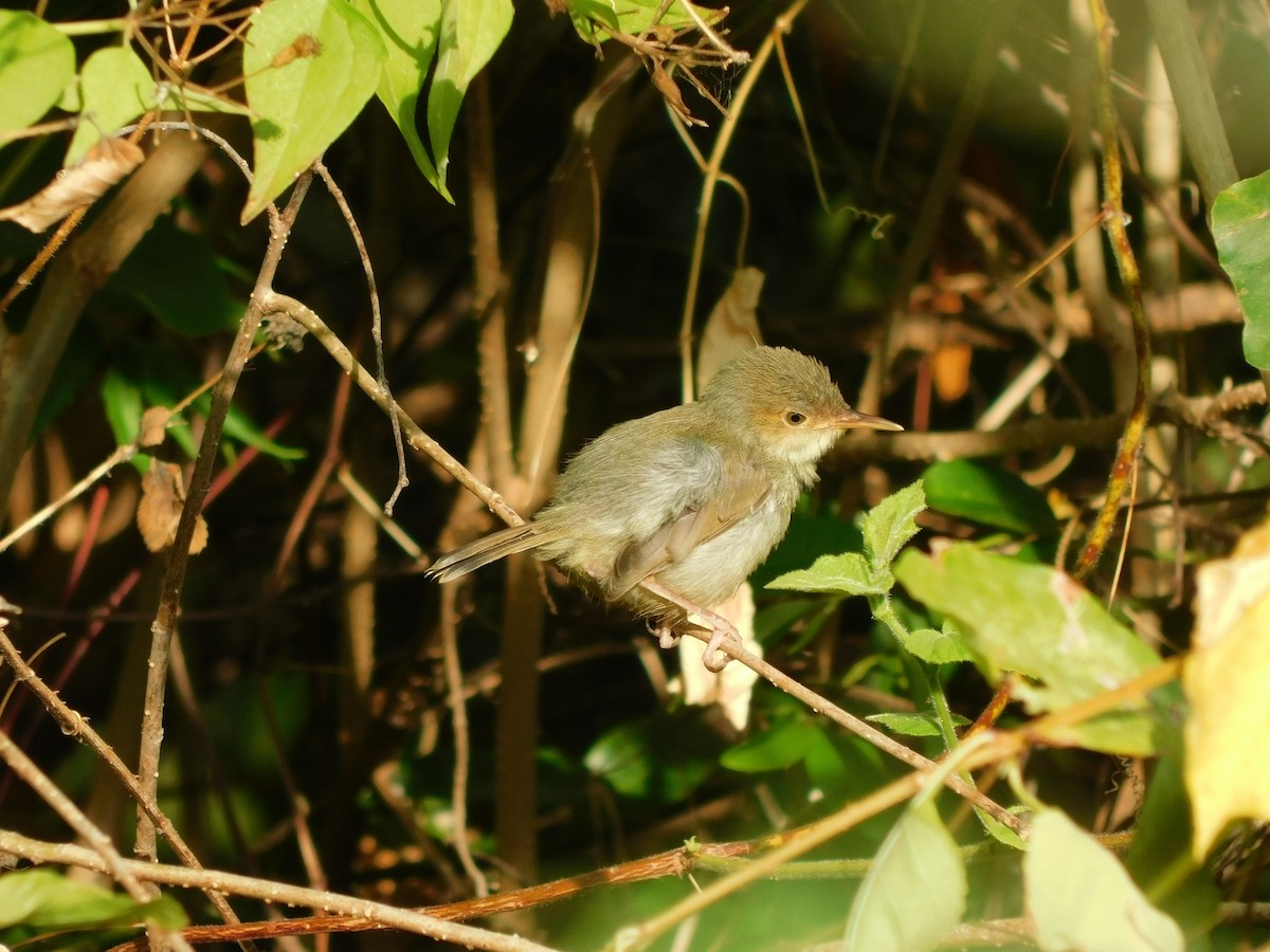 Olive-backed Tailorbird - ML641333934
