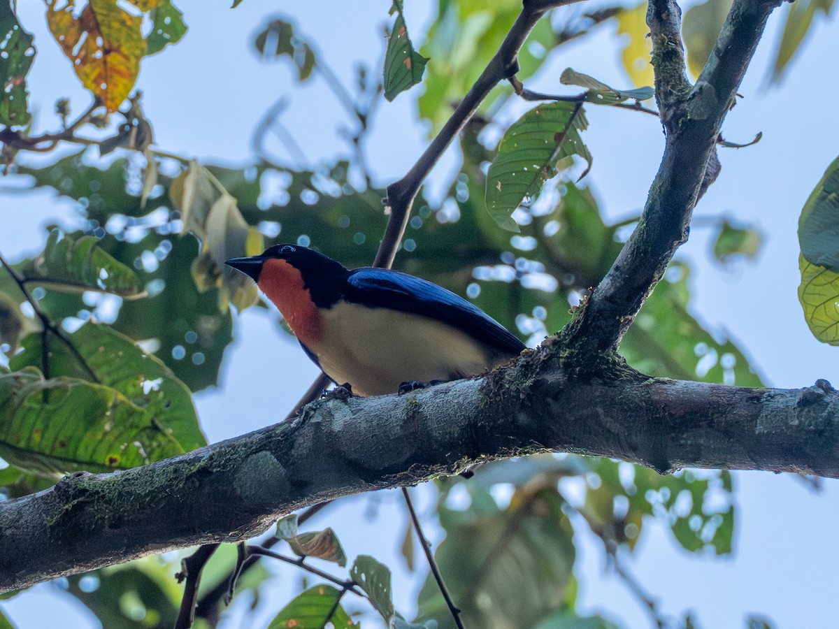 Orange-throated Tanager - ML641333961