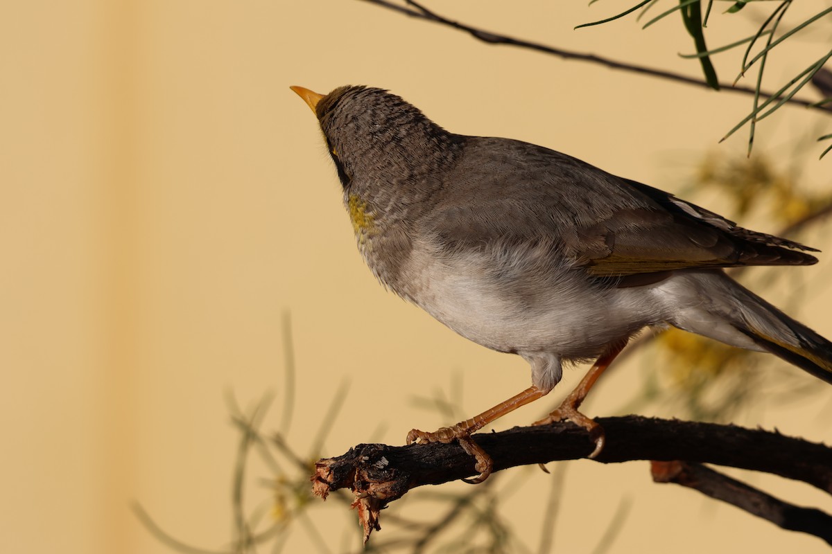 Желтогорлая манорина - ML641333970