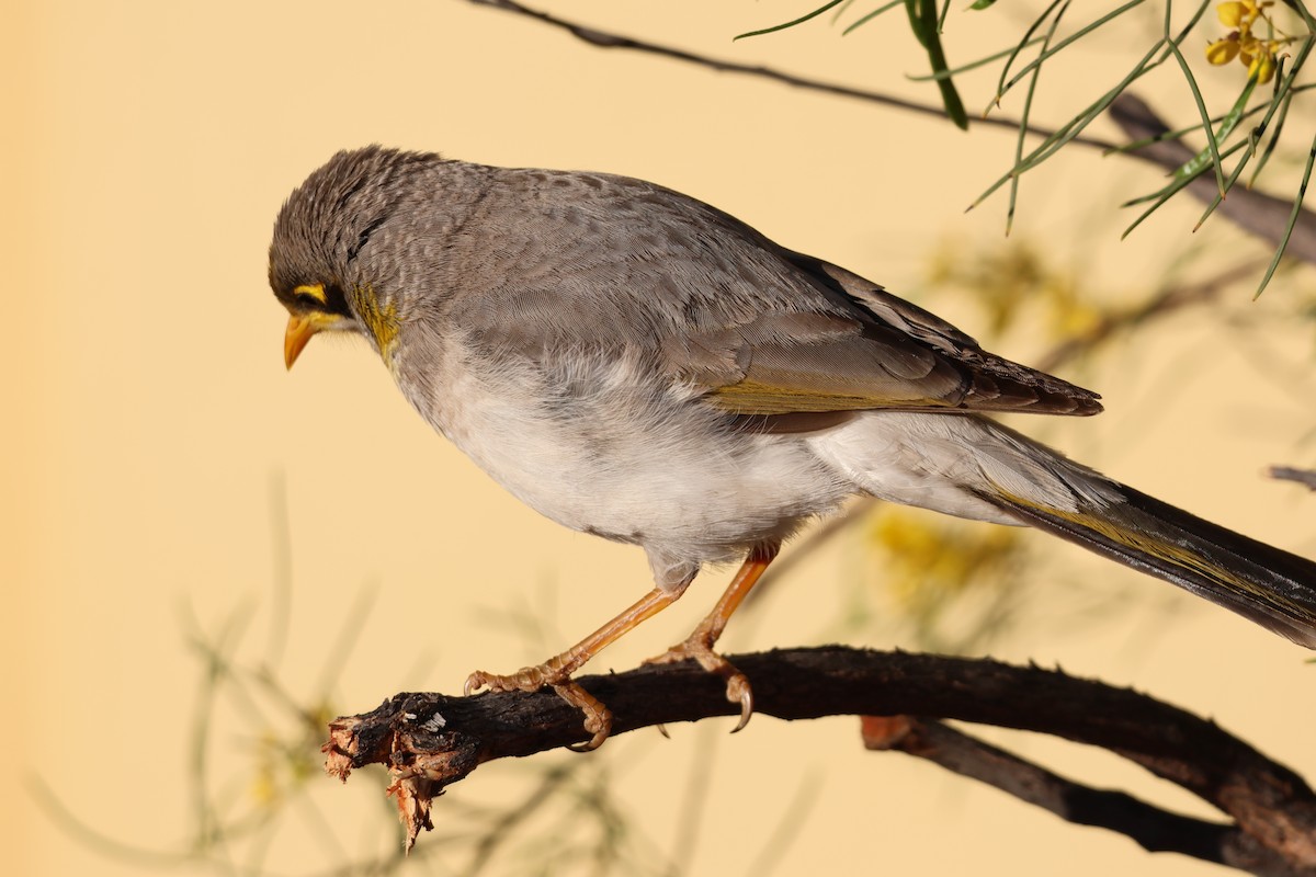 Желтогорлая манорина - ML641333971