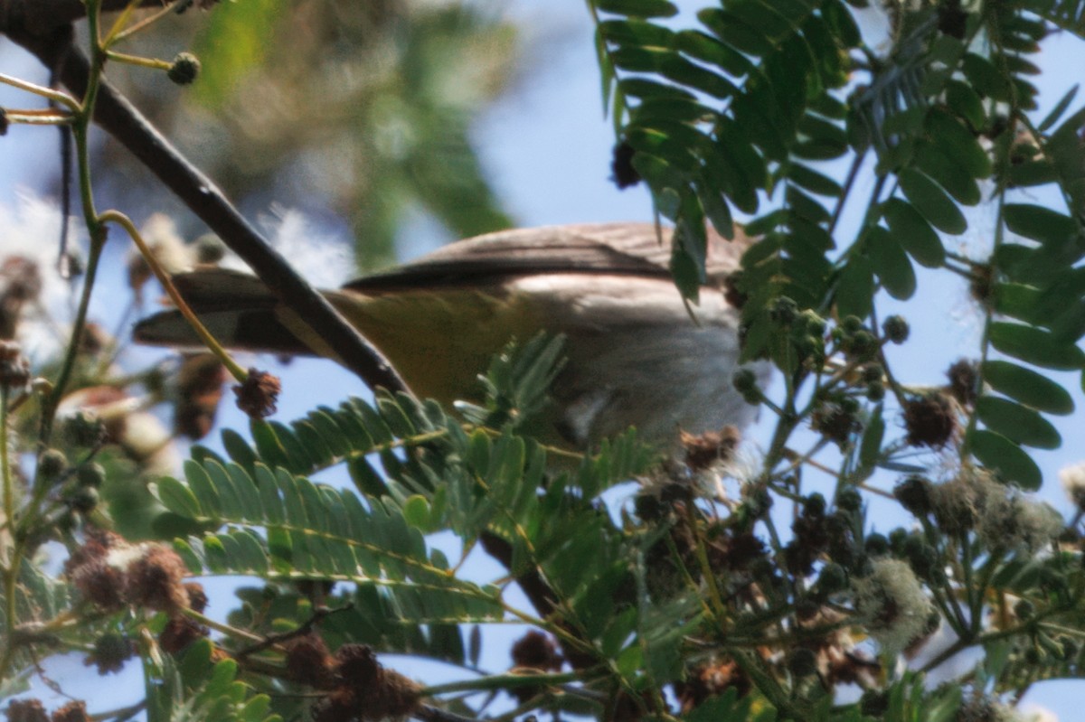 Palmenwaldsänger - ML641333972