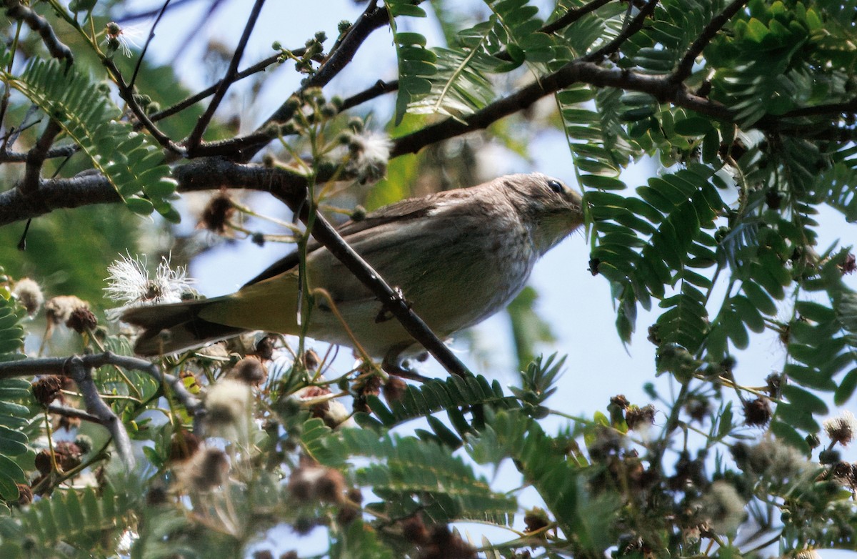 Palmenwaldsänger - ML641333973