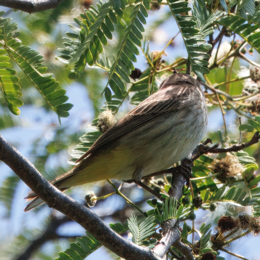 Palmenwaldsänger - ML641333974