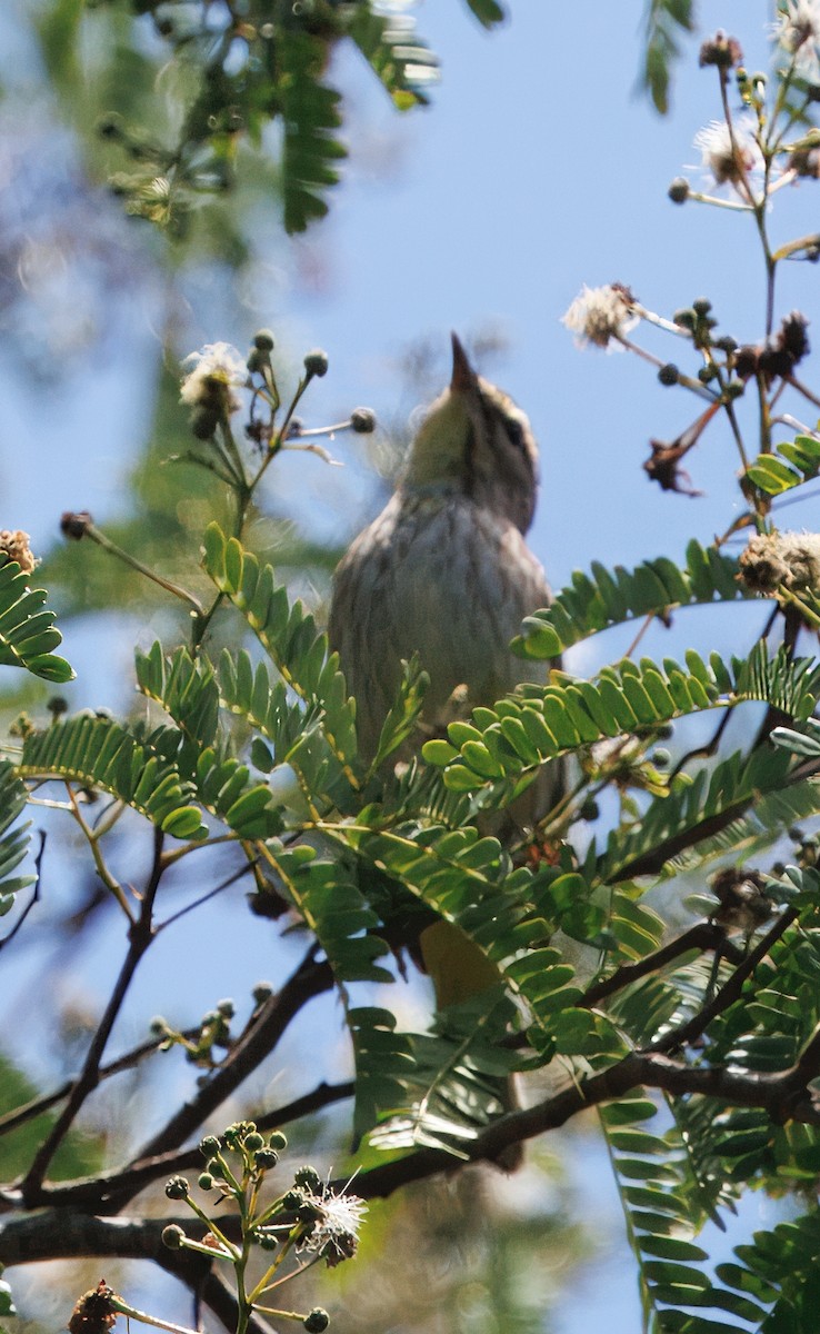 Palmenwaldsänger - ML641333976