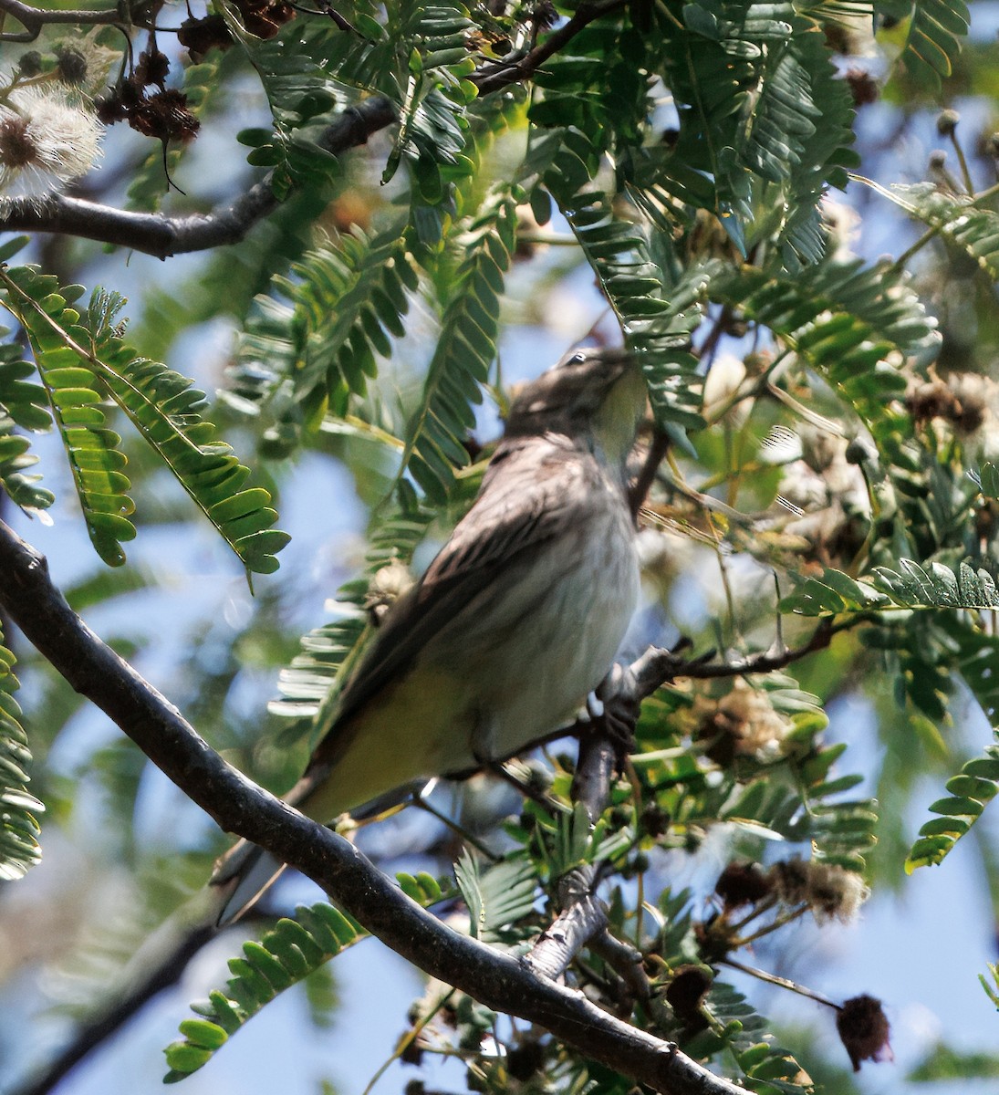 Palmenwaldsänger - ML641333977