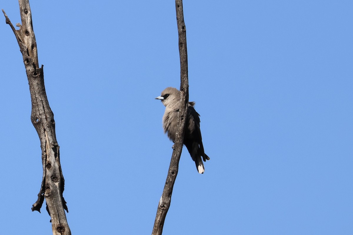 Масковый артм - ML641333978