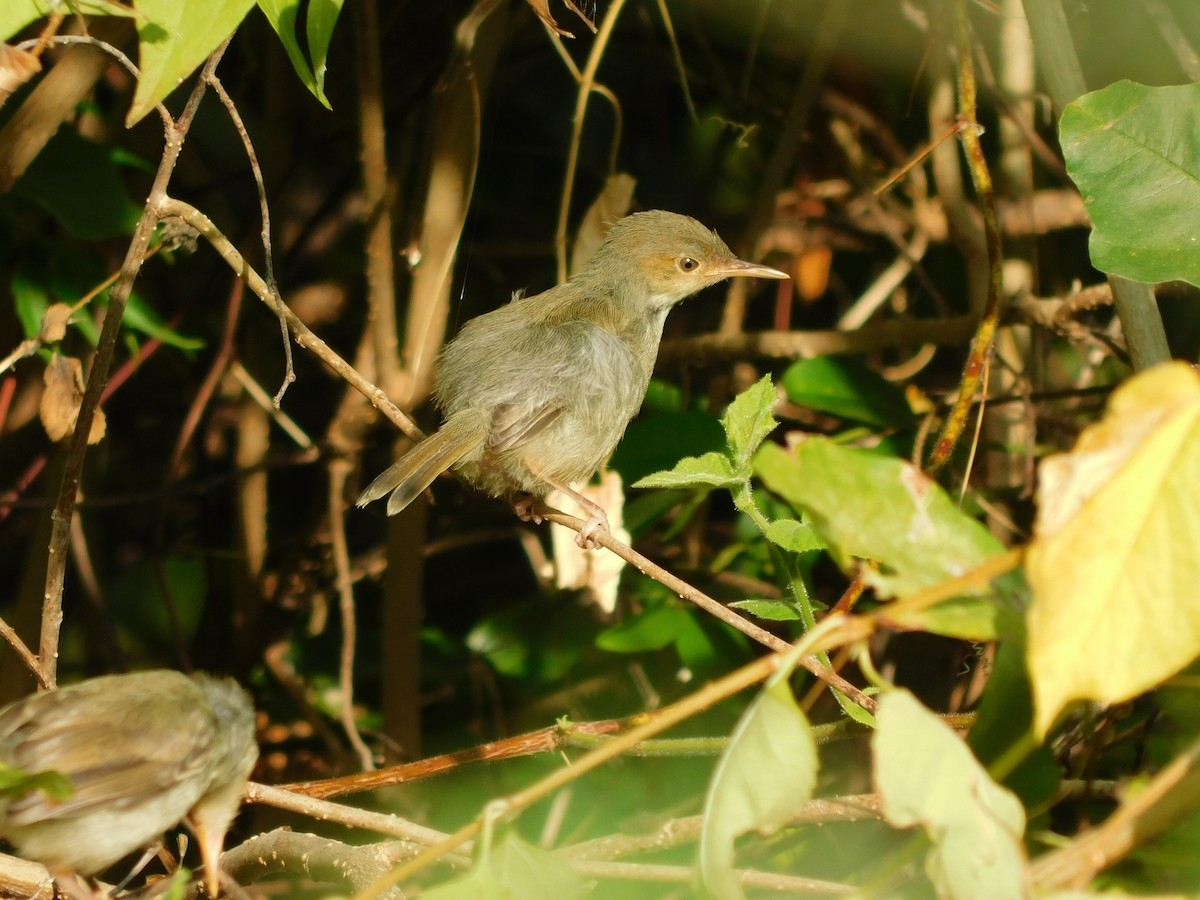 Olive-backed Tailorbird - ML641333979