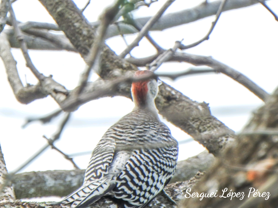 West Indian Woodpecker - ML641333991