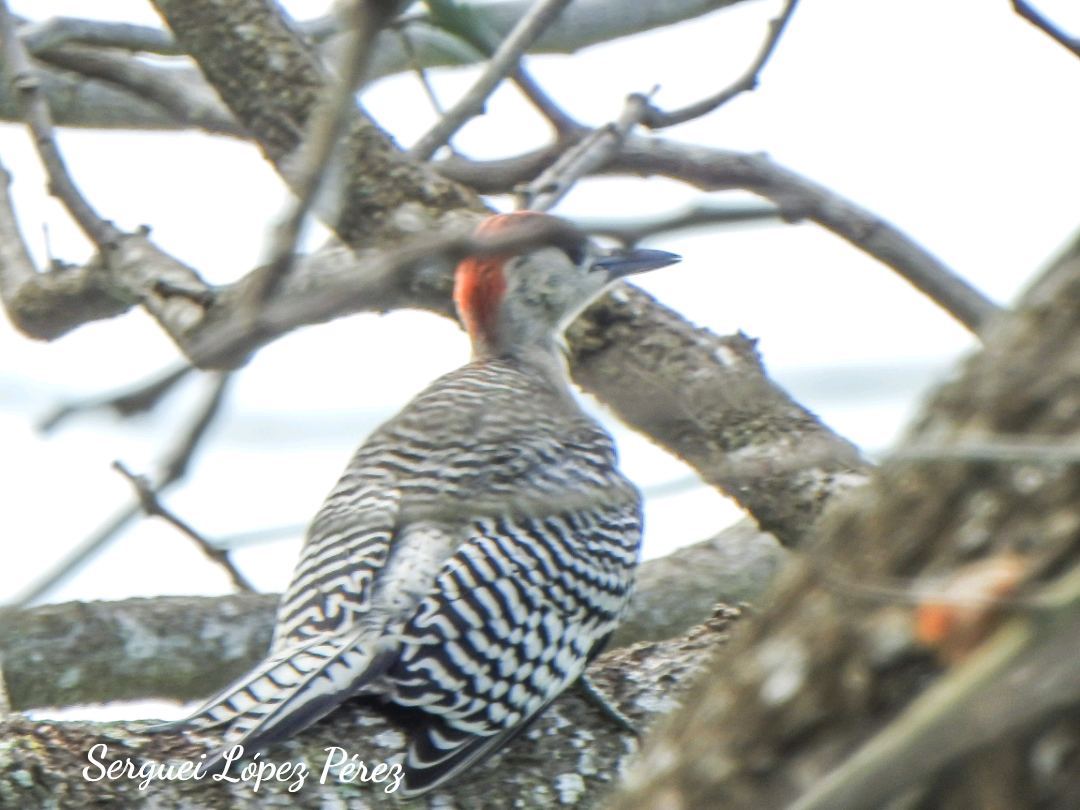 West Indian Woodpecker - ML641333995