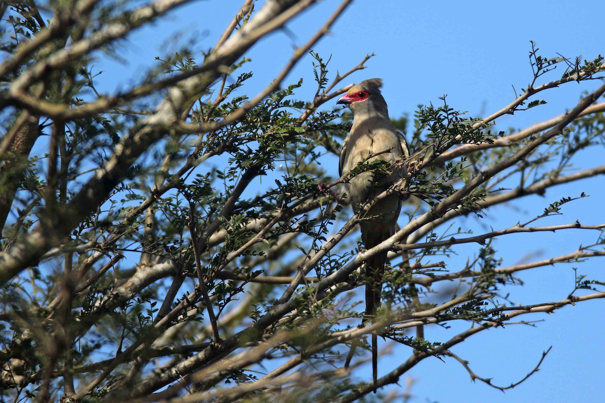 Red-faced Mousebird - ML641334002