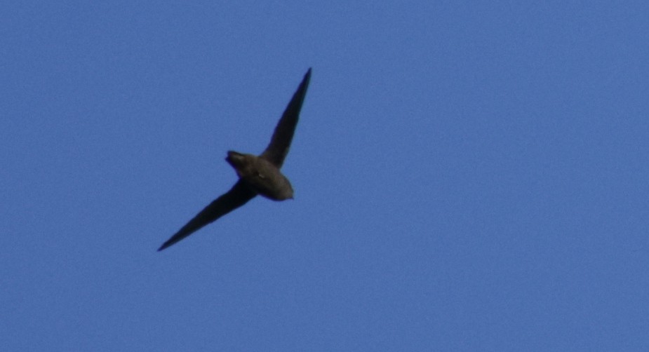 Chimney Swift - ML641334010