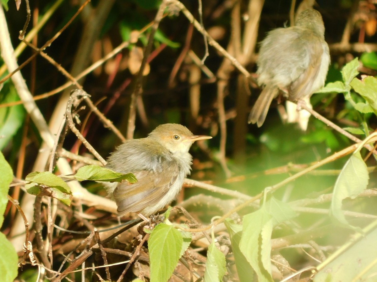 Olive-backed Tailorbird - ML641334020