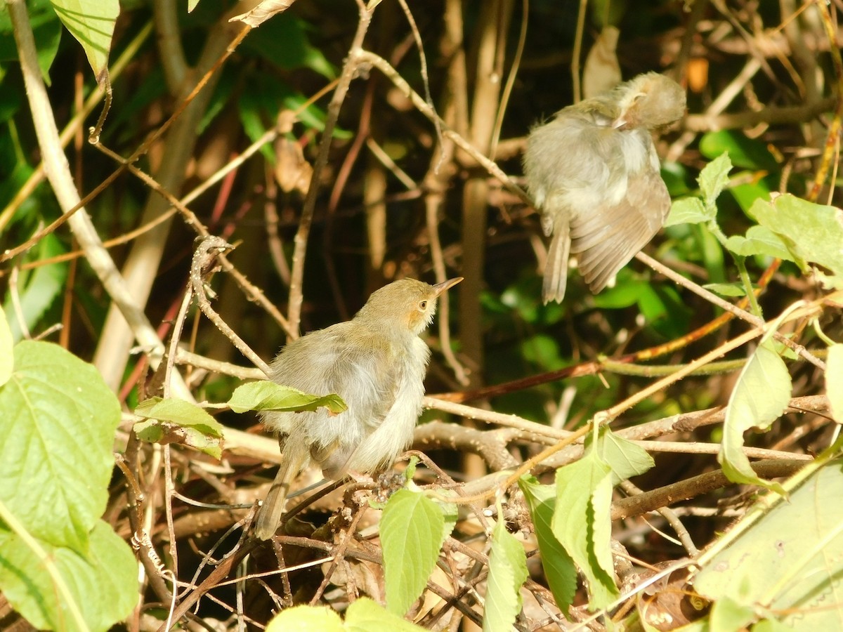 Olive-backed Tailorbird - ML641334024