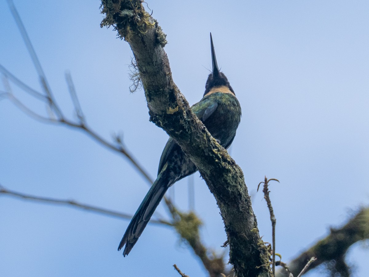 Purplish Jacamar - ML641334028