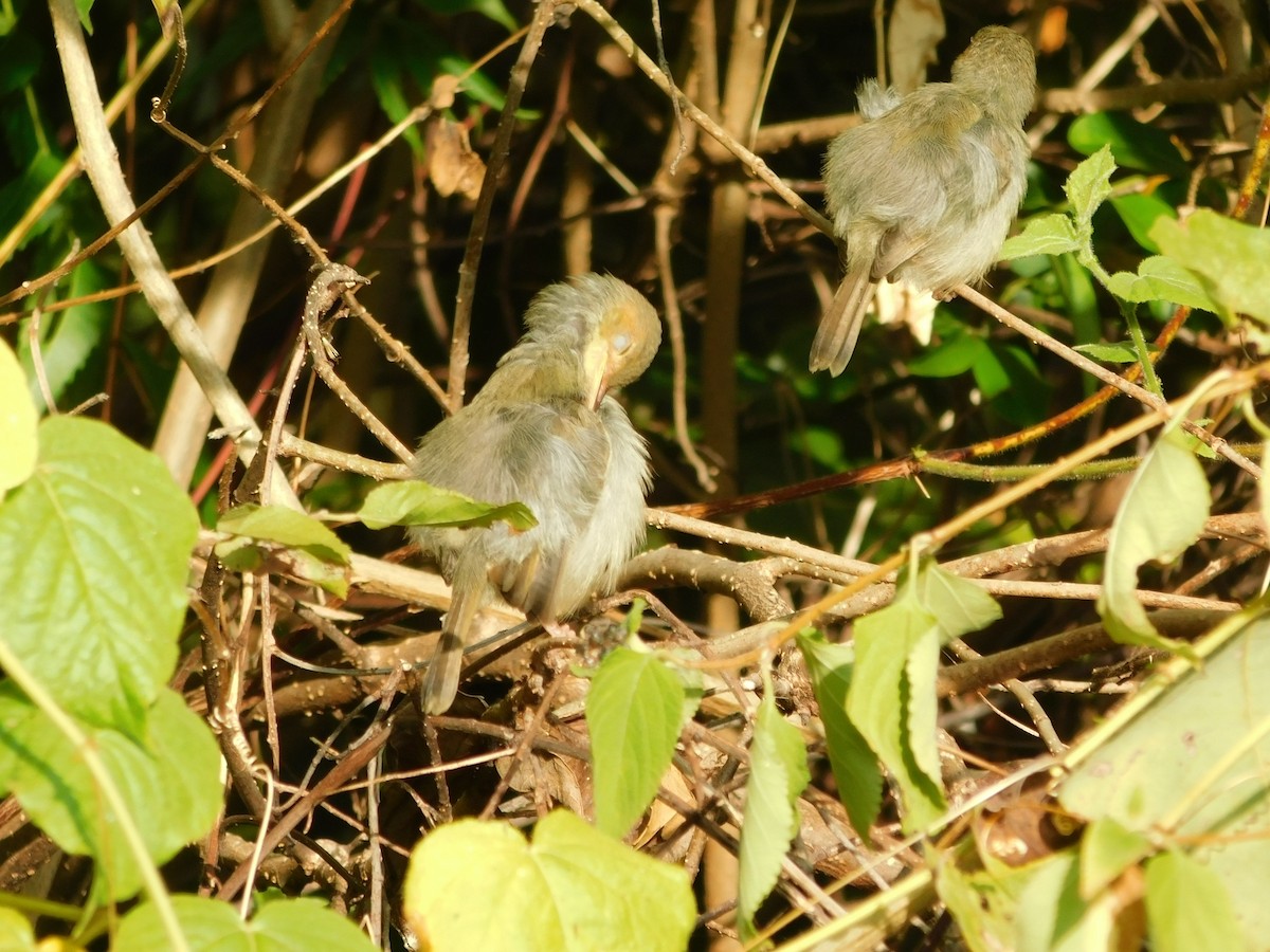 Olive-backed Tailorbird - ML641334033