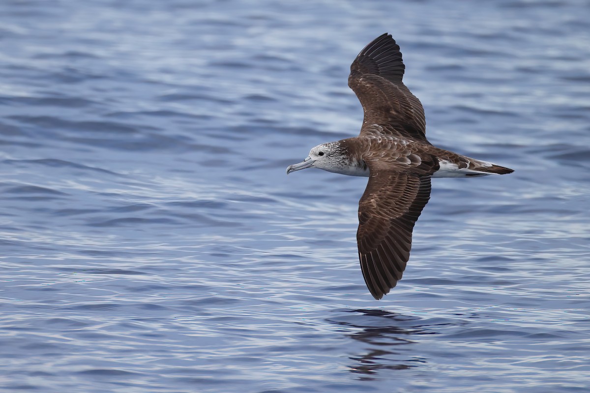 Streaked Shearwater - ML641334048
