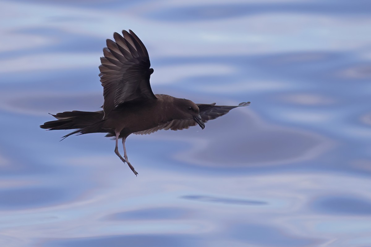 Bulwer's Petrel - ML641334049
