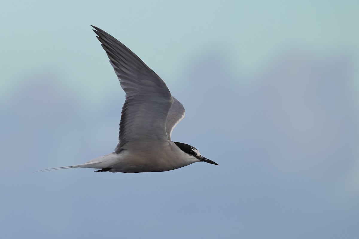 Aleutian Tern - ML641334050