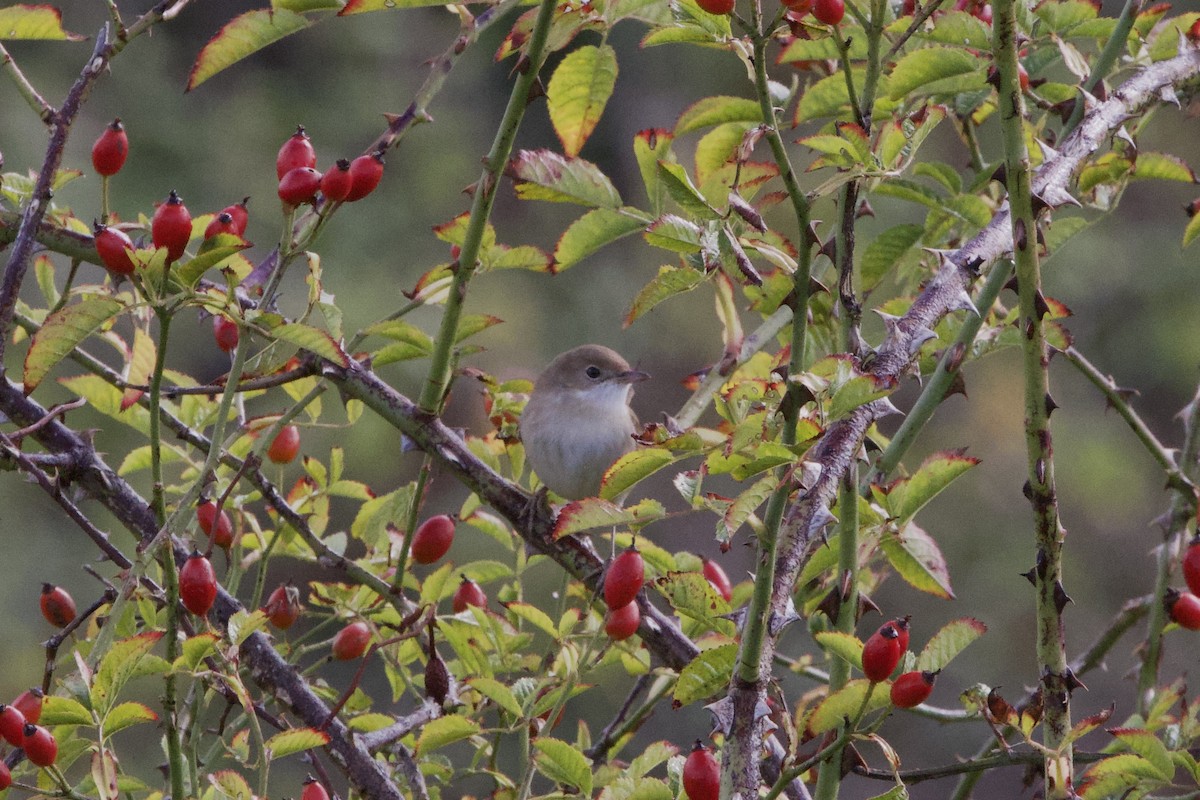 Greater Whitethroat - ML641334051