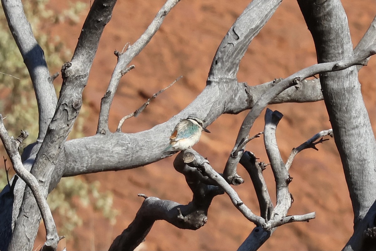 Red-backed Kingfisher - ML641334054