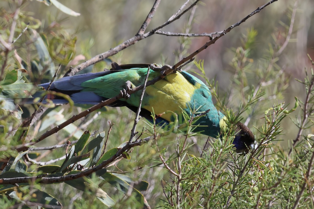 Australian Ringneck - ML641334058
