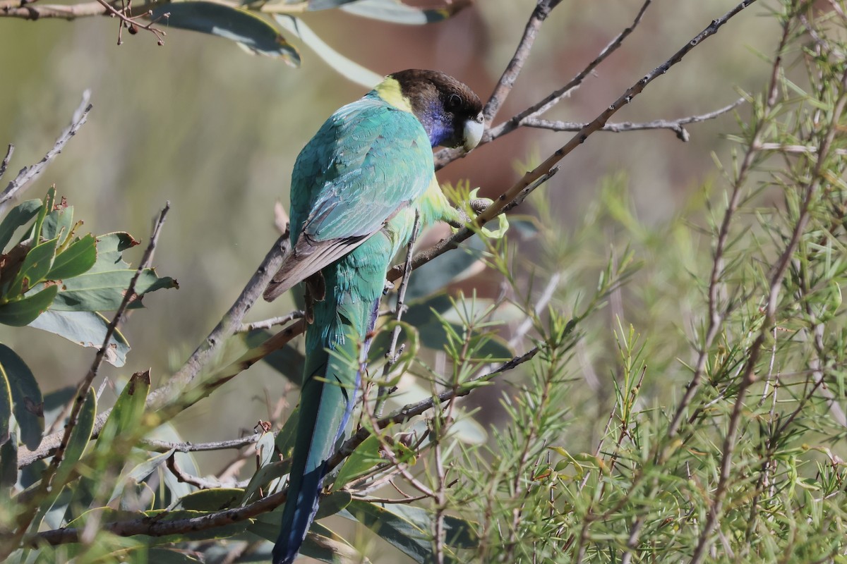 Australian Ringneck - ML641334059
