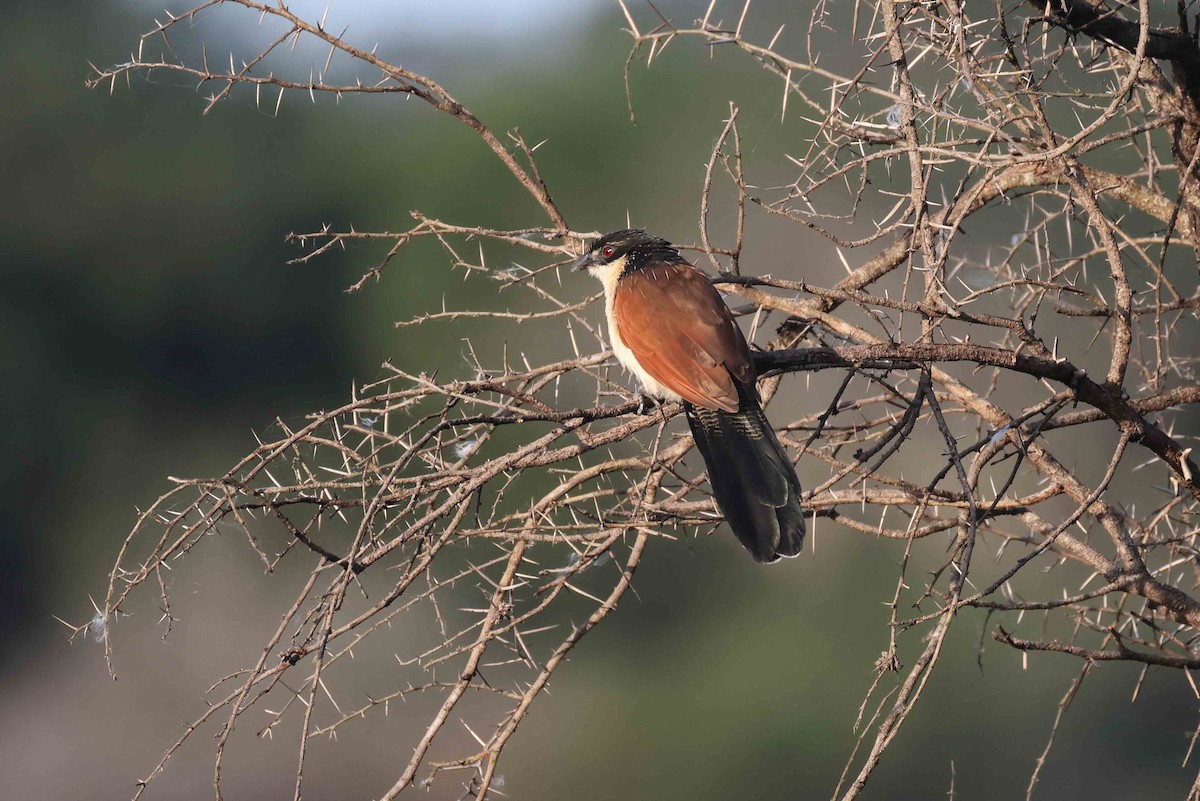 Burchell's Coucal - ML641334060