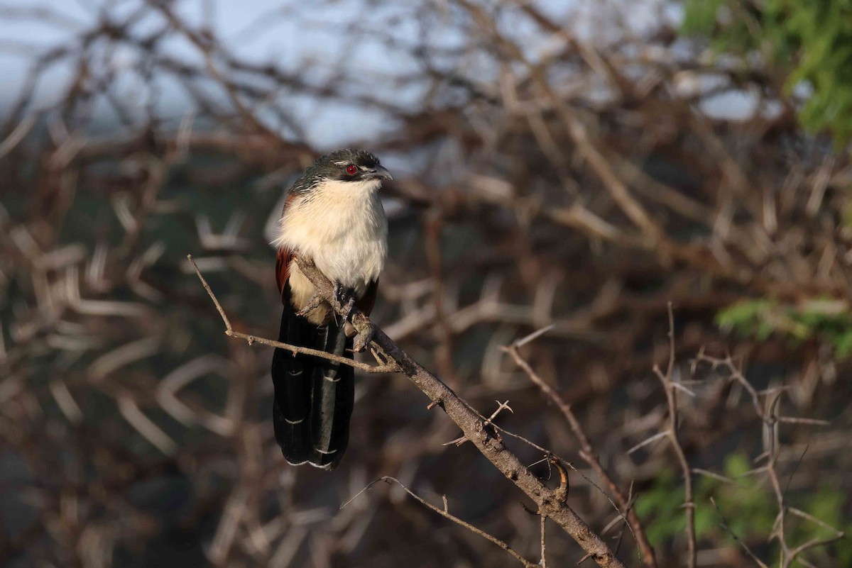 Burchell's Coucal - ML641334061