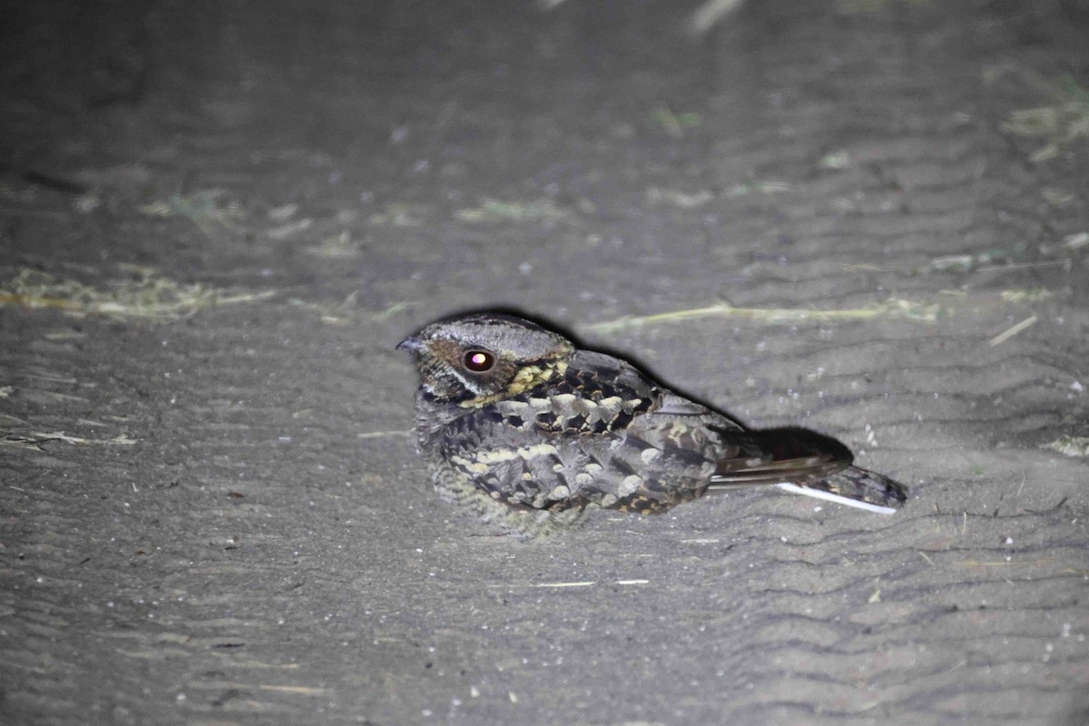 Fiery-necked Nightjar - ML641334062