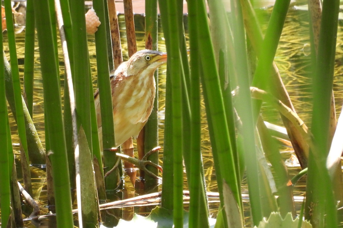 Least Bittern - ML641334066