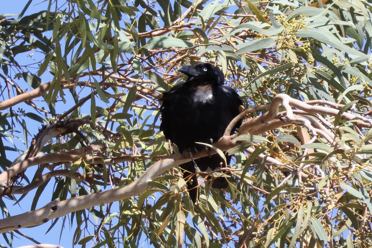 Little Crow - ML641334067