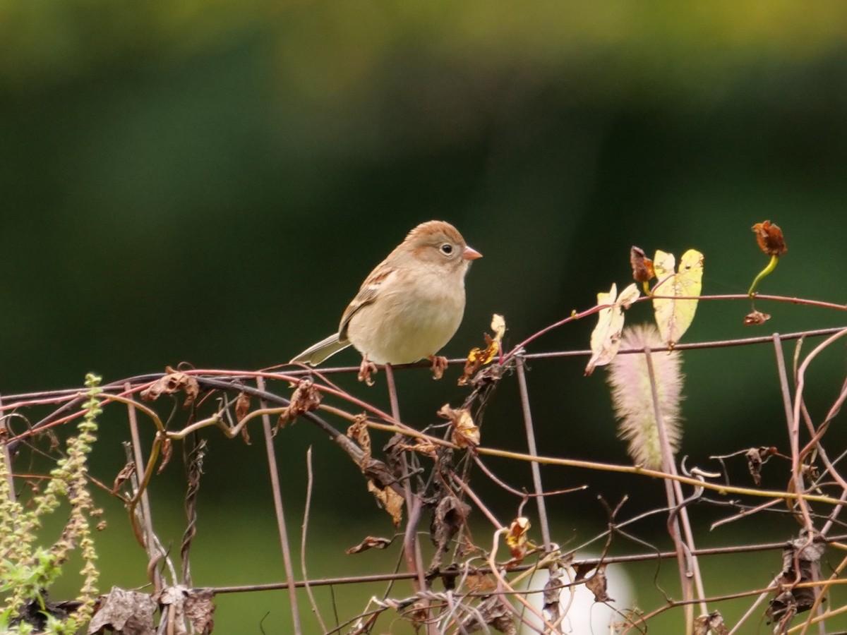 Field Sparrow - ML641334068