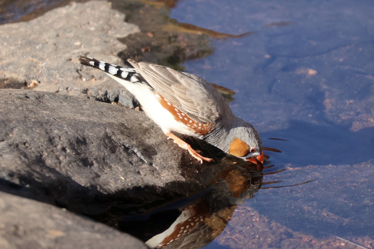 Zebra Finch - ML641334069