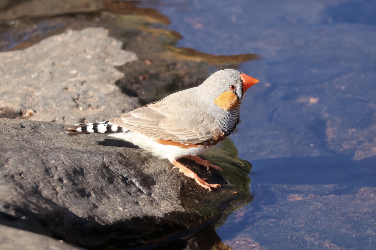 Zebra Finch - ML641334070