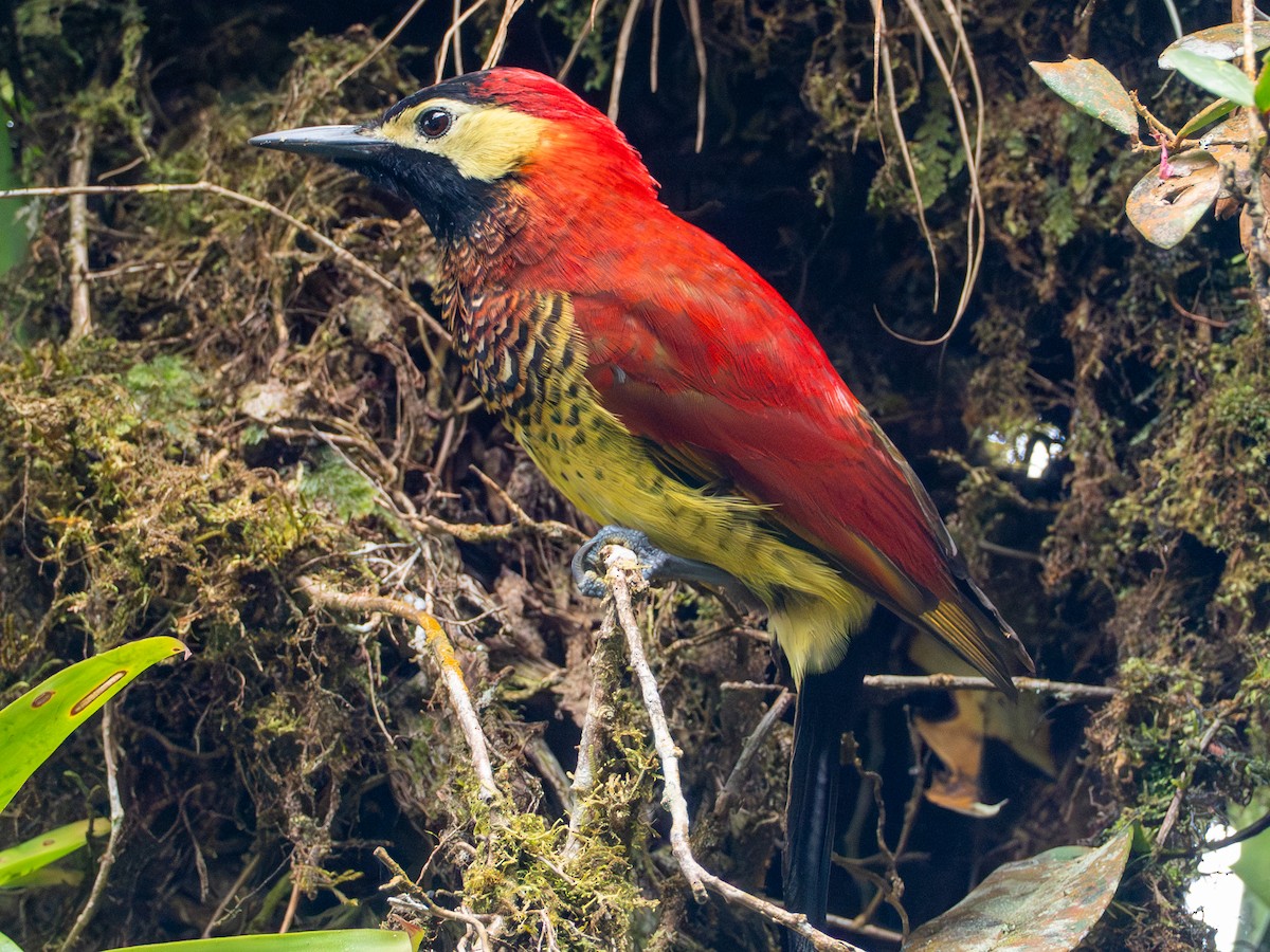 Crimson-mantled Woodpecker - ML641334071