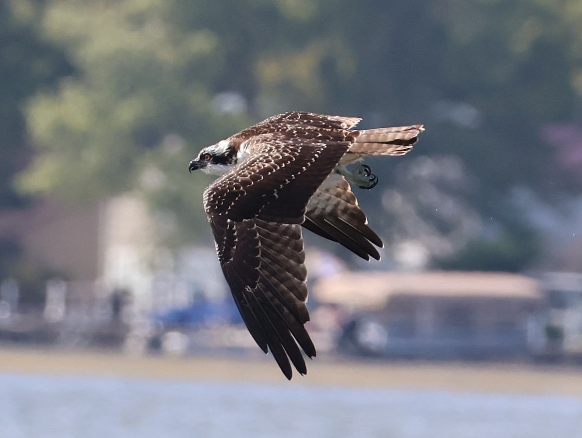 Osprey (American) - ML641334072