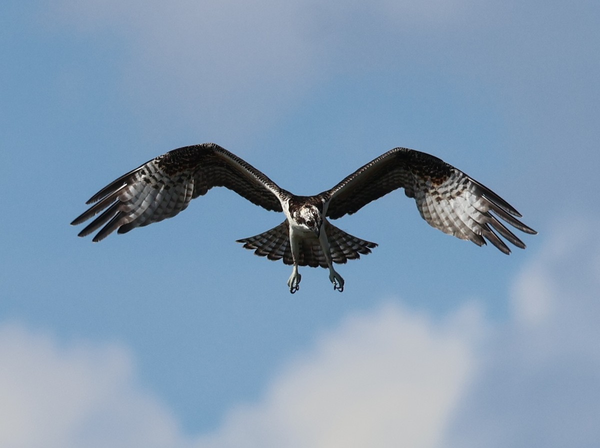 Osprey (American) - ML641334073